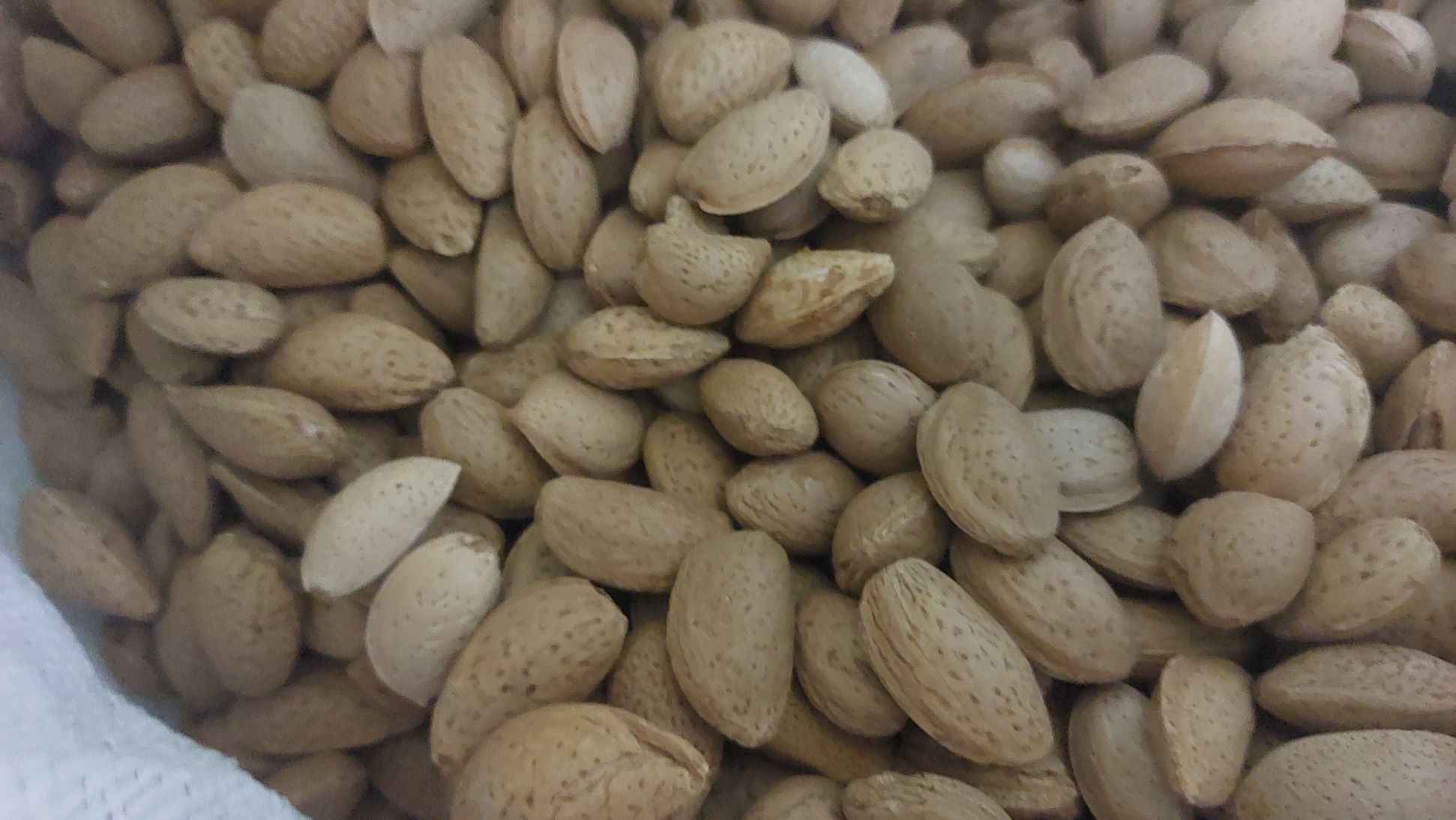 بادام سنگی درختی 